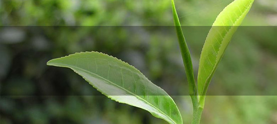 Growing tea with care, a proud member of the Ethical Tea Partnership